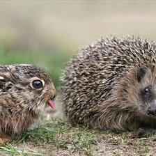 Схема вышивки «животные»