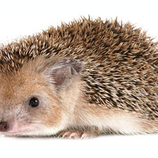 Схема вышивки «животные»