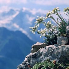 Схема вышивки «Горный эдельвейс»