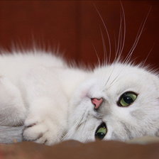 Схема вышивки «зеленоглазый»