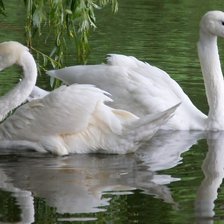 Схема вышивки «лебеди»