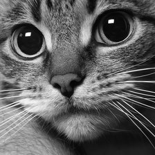 Схема вышивки «котик»