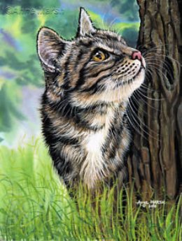 Для Anya_80 в гамме - кот, коты, лето, животные, кошки, природа, котик - оригинал