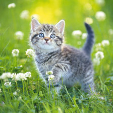 Схема вышивки «Котенок»