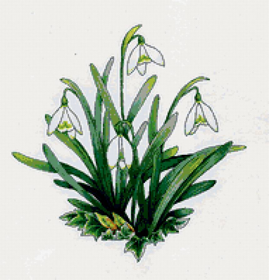 подснежники - подснежники, цветы - предпросмотр