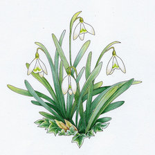 подснежники