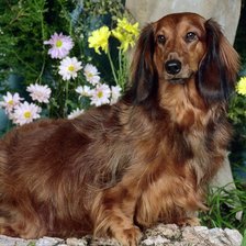 Схема вышивки «№331496»