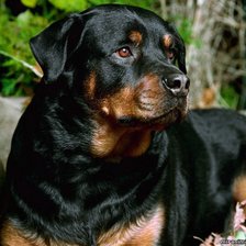 Схема вышивки «Ротвейлер»