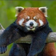 Схема вышивки «красный панда 1»