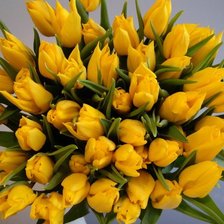 Тюльпаны желтые