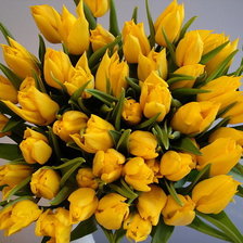 Схема вышивки «Тюльпаны»