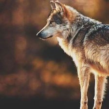 Схема вышивки «волк»