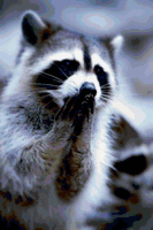 енот - предпросмотр