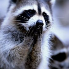 Схема вышивки «енот»