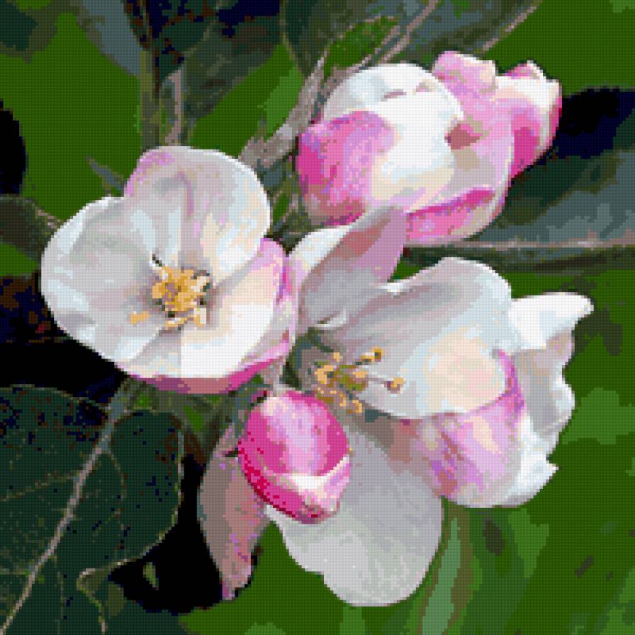 цвет яблони - предпросмотр