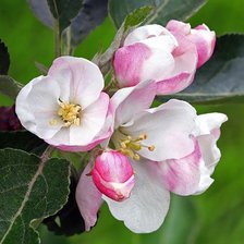 Схема вышивки «цвет яблони»