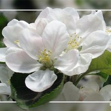 цвет яблони