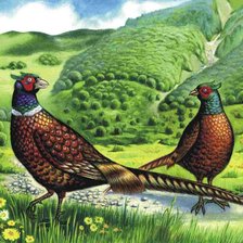 Схема вышивки «птицы»