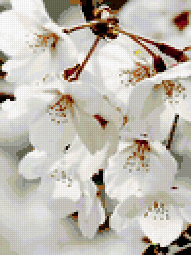 Весенний цветок - абрикос, цветок - предпросмотр