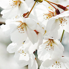 Схема вышивки «Весенний цветок»