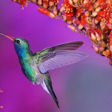 Схема вышивки «Коллибри»