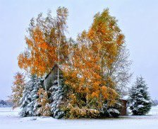 Схема вышивки «пейзаж»