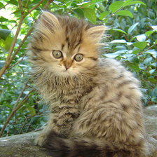 Схема вышивки «Кошки»