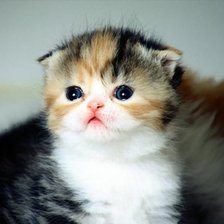 Схема вышивки «КОШКИ»