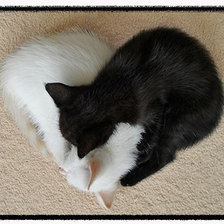 Схема вышивки «КОШКИ»