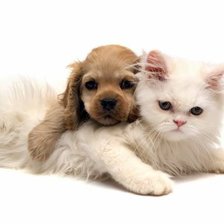 Схема вышивки «КОШКИ»