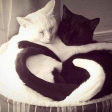 Схема вышивки «КОШКИ»