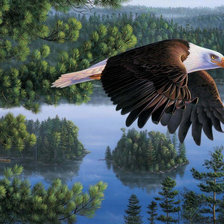 Схема вышивки «Полет орла»