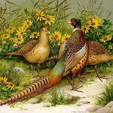 Схема вышивки «Птицы»