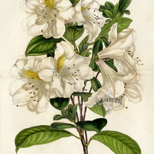 Схема вышивки «№332432»