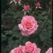 Схема вышивки «розы»