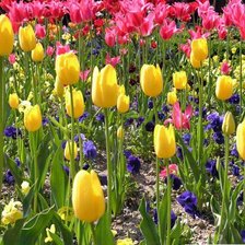 Схема вышивки «тюльпаны»