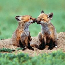 Схема вышивки «лисята»