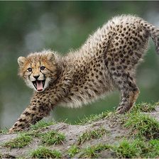 Схема вышивки «дикий котенок»