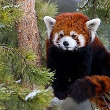 красная панда