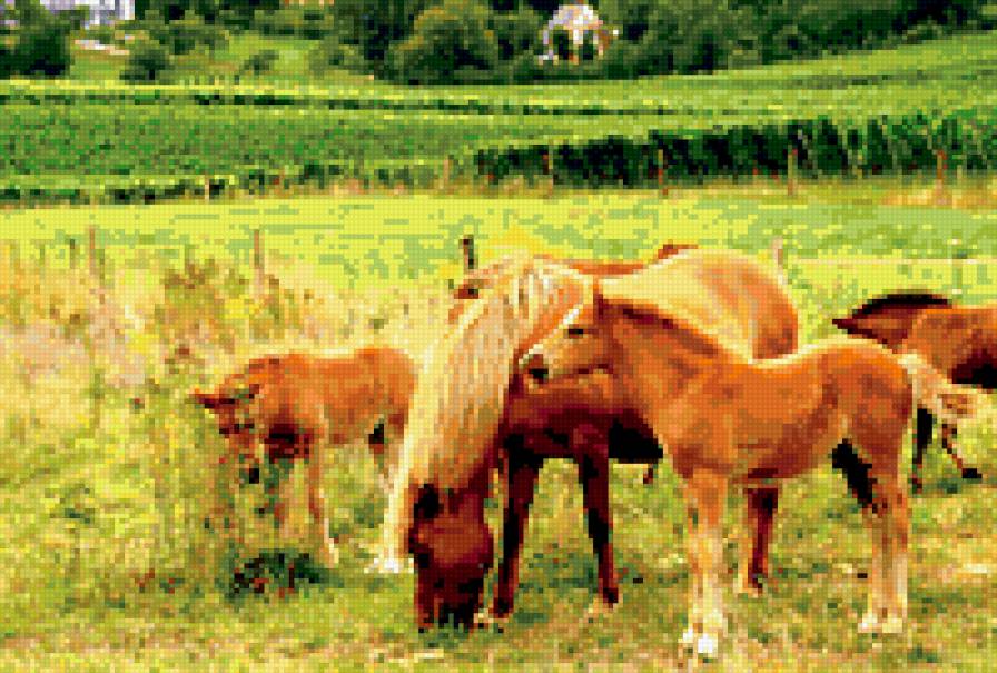 жеребята - природа..лошади.деревня - предпросмотр