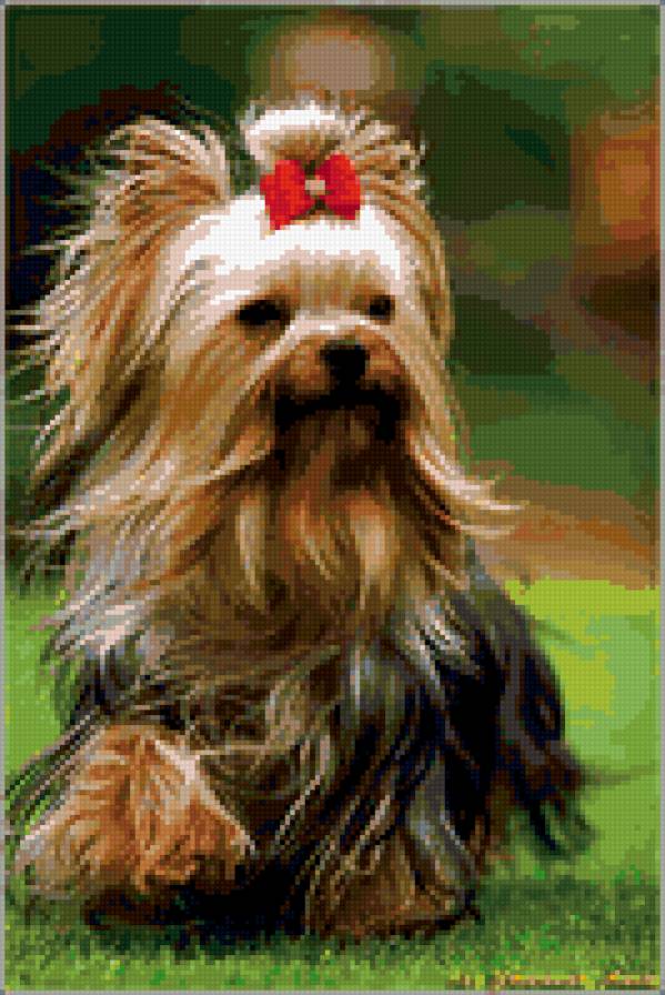 йорк - природа.животные.собака.йоркширский терьер - предпросмотр