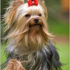 Схема вышивки «йорк»