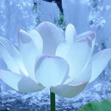 Схема вышивки «лилия»