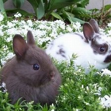 Схема вышивки «крольчата»