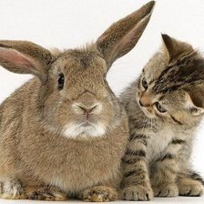 Схема вышивки «кто это?»