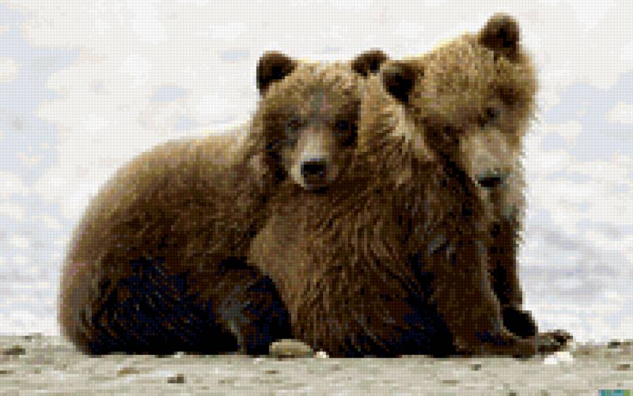 медвежата - природа.животные.медведь - предпросмотр