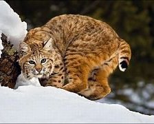 Схема вышивки «рысь»