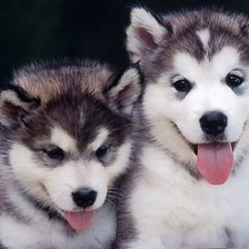 Схема вышивки «хаски»