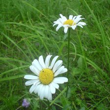 Схема вышивки «ромашки»