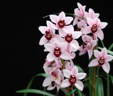 Схема вышивки «орхідея»